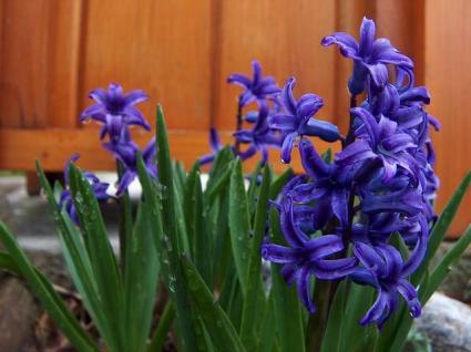 blue hyacinth