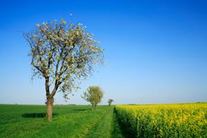 plant a tree