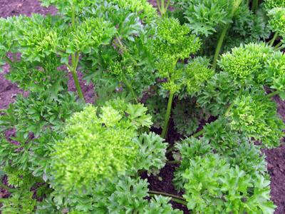 parsley herb garden