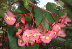 wax begonia flowers