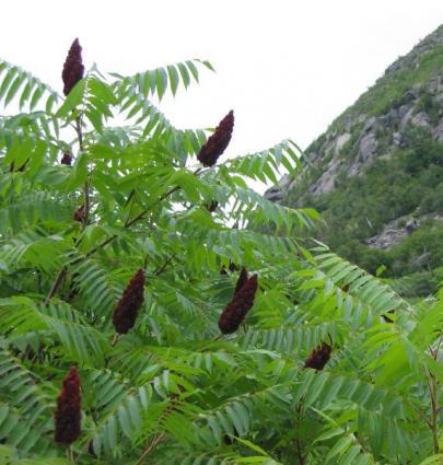Sumac - Rhus