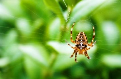 Spider.jpg