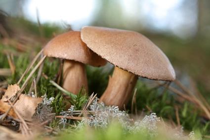 Mushrooms