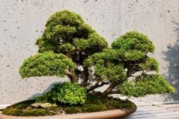 Bonsai