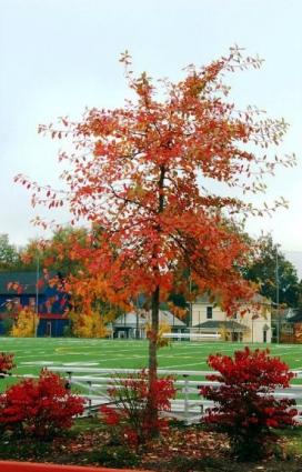 Tupelo Tree