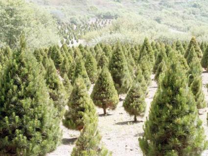 fir farm