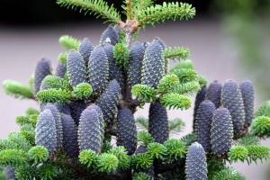 fir cones