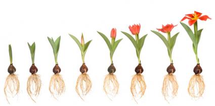 Developing bulb