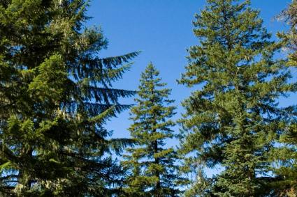 Douglas Fir