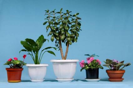 Many plants thrive indoors.