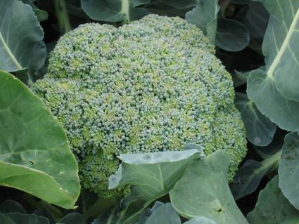 Broccoli