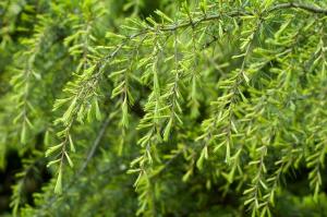 Cedrus deodara Aurea