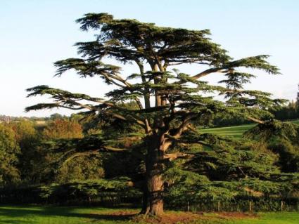 Cedar