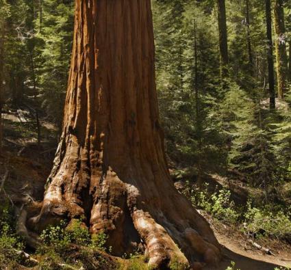 redwood at Yosemite