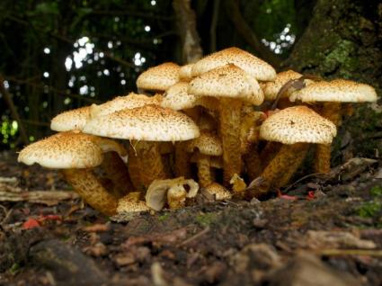 toadstool