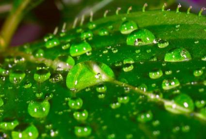 rain on leaf