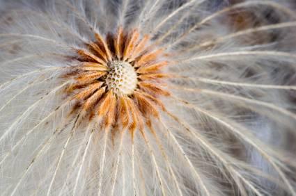 seedhead