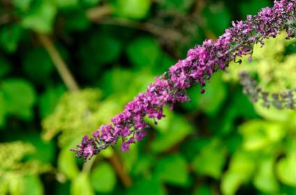 Salvia leucantha
