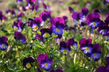violets