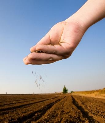 Seed Catalogs