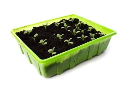 seedlings
