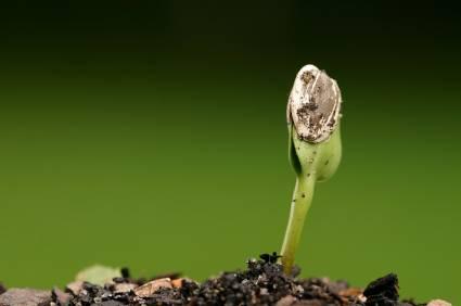 seedling with shell attached