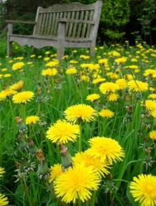 weeds
