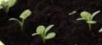 first leaves