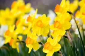 Flowers By Month Lovetoknow