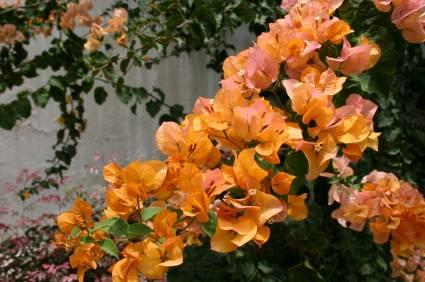 Bougainvillea