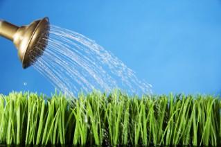 water the grass