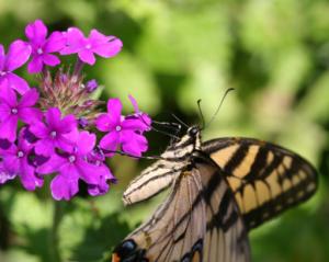 verbena with butterfly