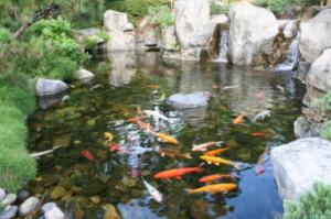 Koi Pond