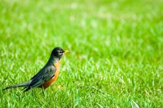First Robin