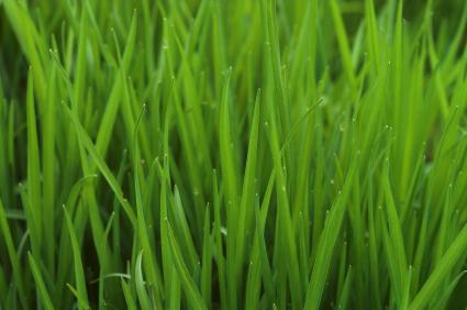 Home Lawn Soil Testing