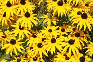 Wild Flower Seed