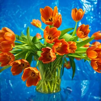 Bouquet_of_Tulips_(347_x_346).jpg
