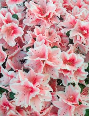 There are over 450 varieties of azalea.