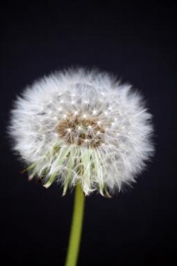 Dandelion_Seeds.jpg