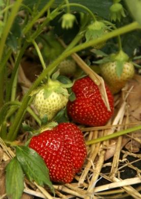 Mulched_Strawberries.jpg
