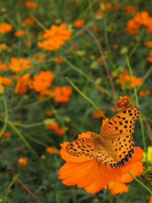 Pictures Of Flowers And Butterflies