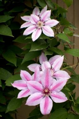 Clematis.jpg