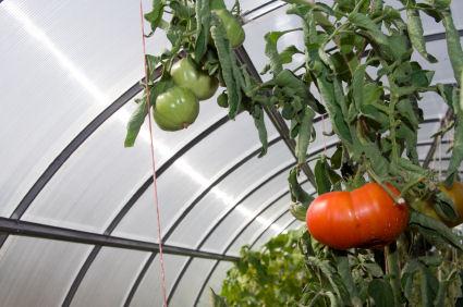 Greenhouse growing.