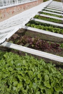 Coldframe_with_Lettuce.jpg