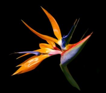 Bird_of_Paradise.jpg