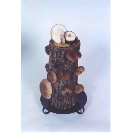 Shiitake Log