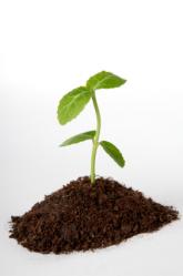 Seedlings need soil to grow in.