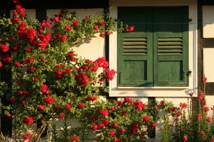 Rambling_roses.jpg
