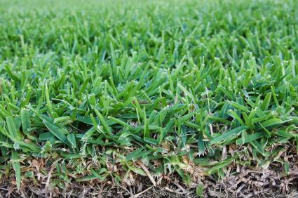 Grass_Roots.jpg