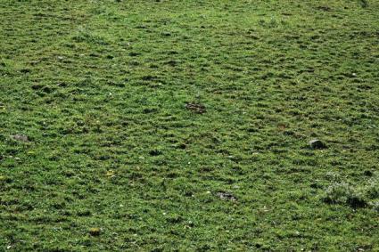 Planting a sod lawn is easy